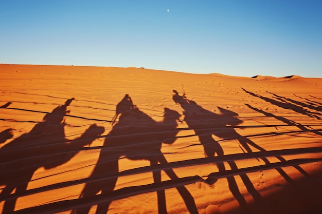 Free Photo shadows of camels in sahara desert merzouga