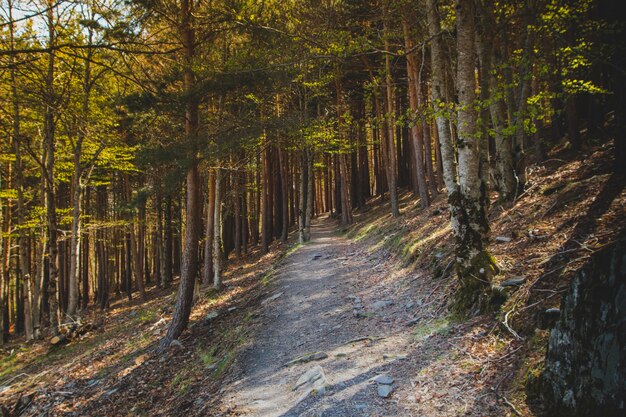 Shady hilly path