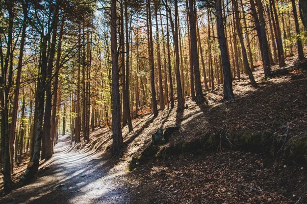 Shady path in forest