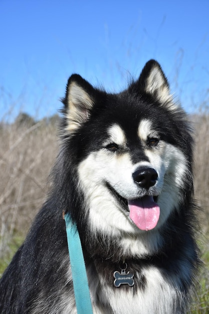 Free photo shaggy alaskan malamute dog posing in a hay field.