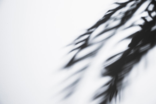 Free photo shaky palm leaves shadow on white backdrop