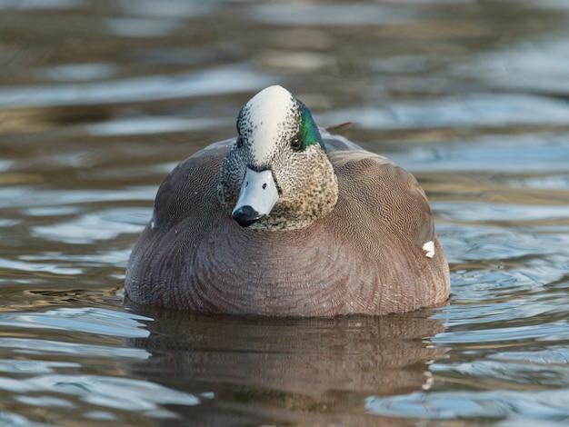 Shal focus of American wigeon (Mareca americana) duck floating on the water