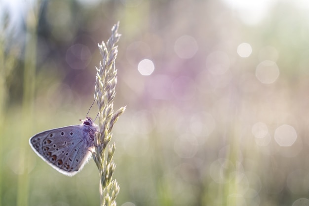 Shallow focus closeup shot of a butterfly on a plant