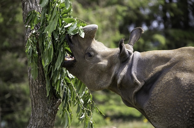 Free Photo shallow focus closeup shot of a gray rhinoceros eating the green leaves of a tree