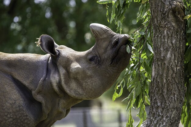 Shallow focus closeup shot of a gray rhinoceros eating the green leaves of a tree