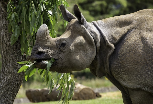 Free Photo shallow focus closeup shot of a gray rhinoceros eating the green leaves of a tree