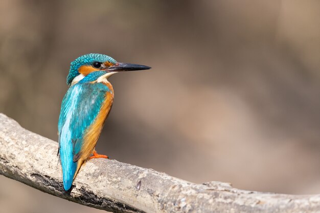 Shallow focus of a colorful kingfisher perched on a tree branch