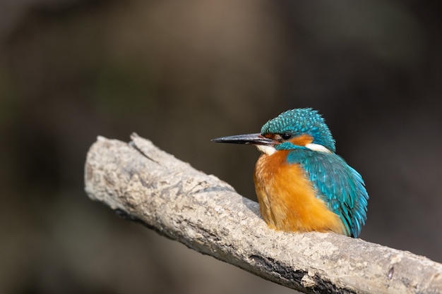 Free photo shallow focus of a colorful kingfisher perched on a tree branch