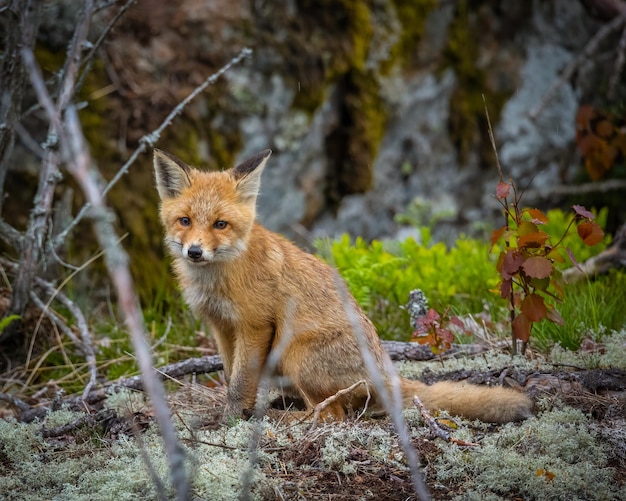 Free photo shallow focus of a fox in the forest