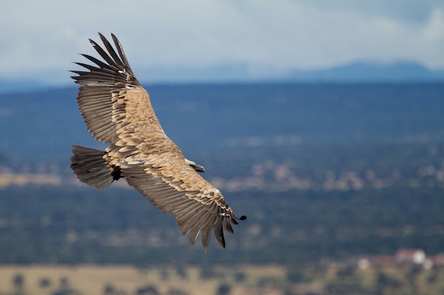 Free photo shallow focus of a griffon vulture (gyps fulvus) flying with wide-opened wings