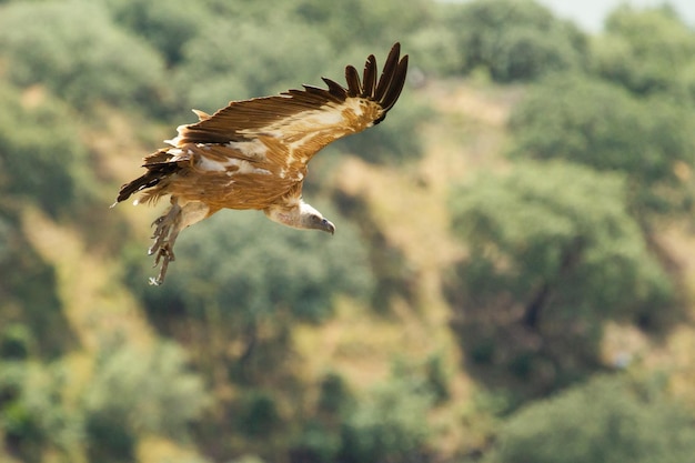 Shallow focus of a Griffon vulture (Gyps fulvus) flying with wide-opened wings