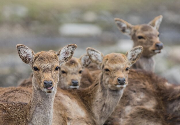 Shallow focus of a herd of deer outdoors