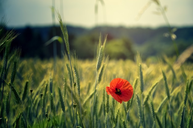 Free photo shallow focus photo of red flower