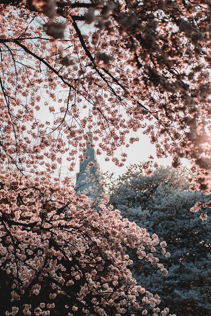 Free photo shallow-focus of pink flowers blooming during sunrise