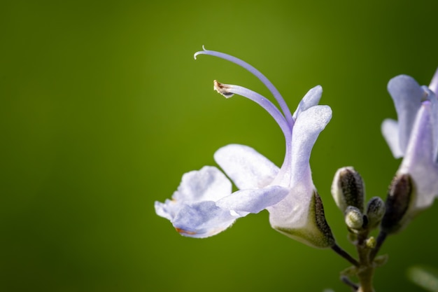 Shallow focus  of purple flowers