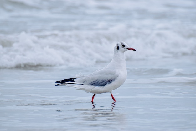 Shallow focus of a seagull at the beach on a gloomy day