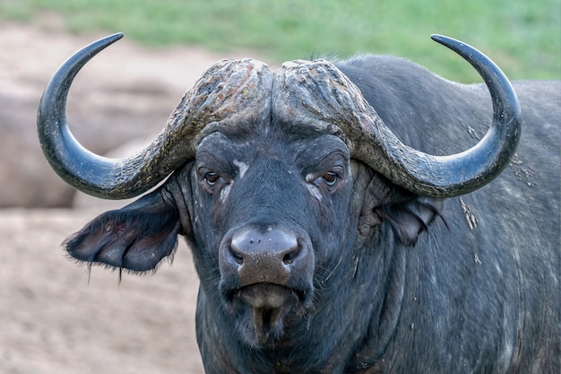 Shallow focus shot of an African buffalo with a blurred background