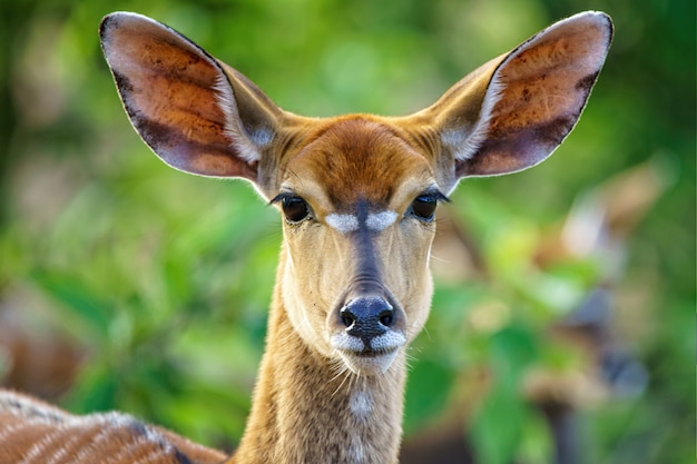 Free photo shallow focus shot of a beautiful antelope