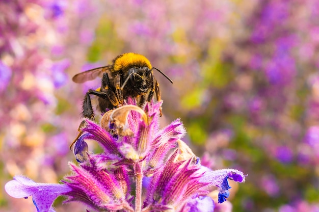 Shallow focus shot of a bee collecting honey off of English lavender