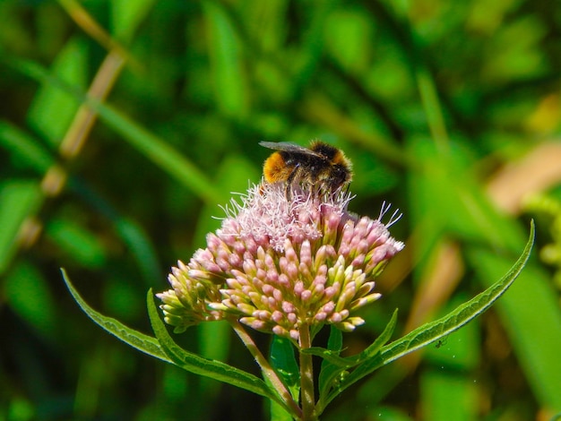 Shallow focus shot of a bee collecting nectar from a flower