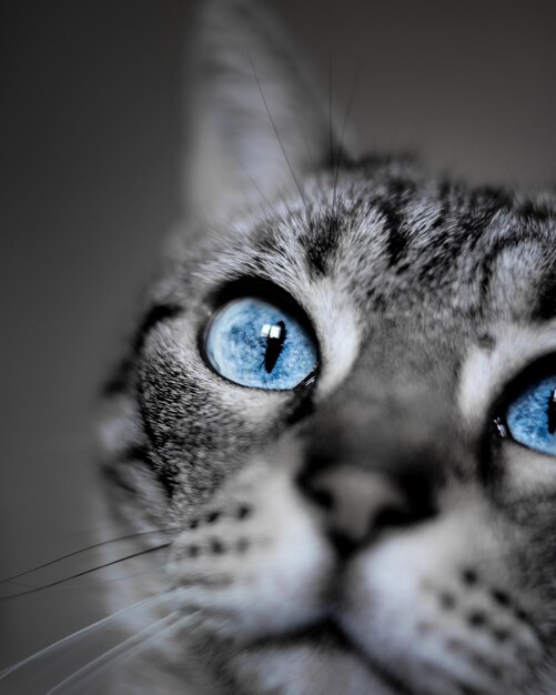 Shallow focus shot of a blue eyed domestic short-haired cat