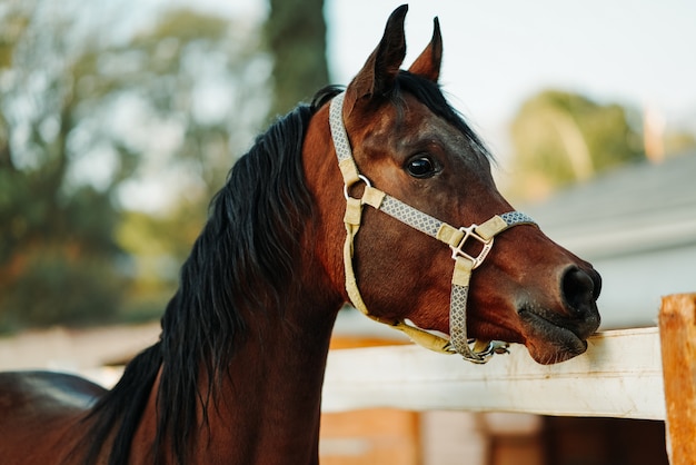 Shallow focus shot of a brown horse wearing a harness