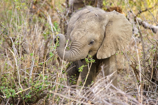 Free Photo shallow focus shot of a cute baby elephant eating a plant