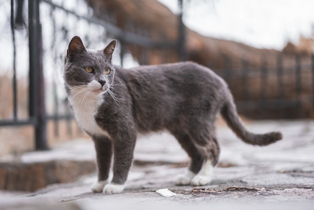 Free photo shallow focus shot of a cute brazilian shorthair cat outdoors