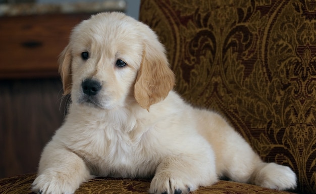 Free photo shallow focus shot of a cute golden retriever puppy resting on the couch