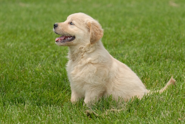 Shallow focus shot of a cute Golden Retriever puppy sitting on a grass ground