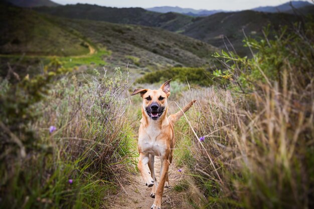 Shallow focus shot of a dog running on the pathway