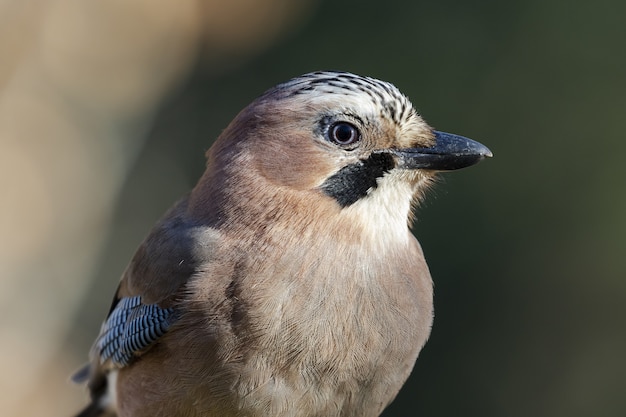 Free photo shallow focus shot of a eurasian jay (garrulus glandarius)