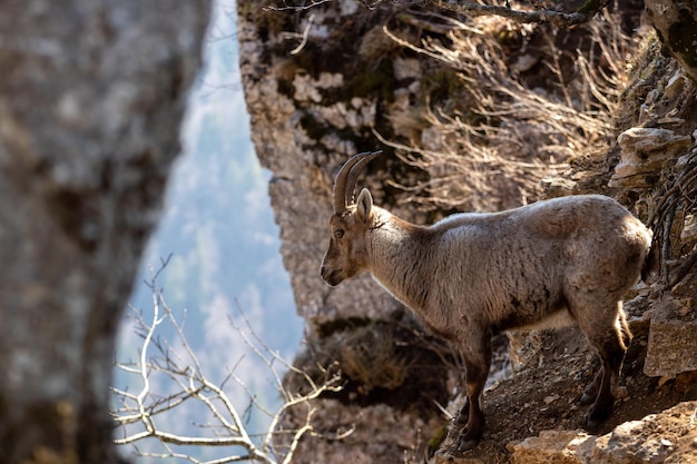 Free photo shallow focus shot of an ibex on the rocky slope