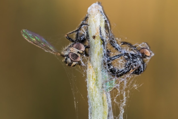 Free Photo shallow focus shot of insects trapped in a spider web