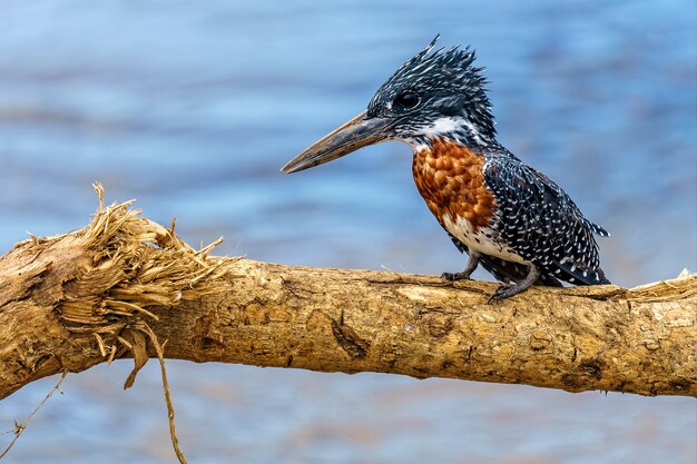 Shallow focus shot of a kingfisher resting on a tree branch