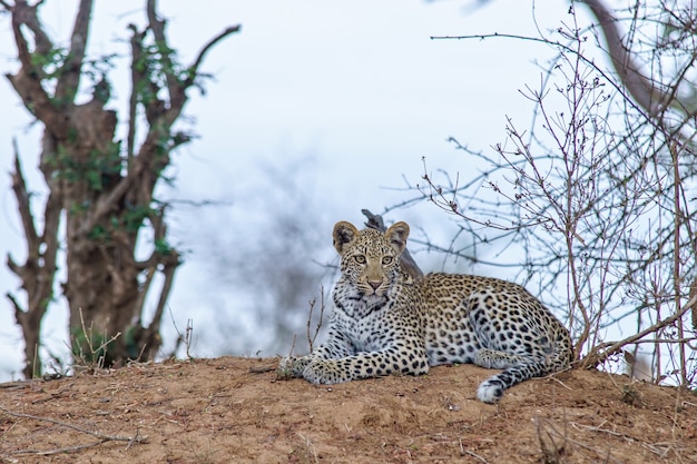 Shallow focus shot of a leopard resting on the ground