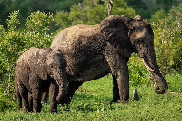 Free photo shallow focus shot of a mother and a baby elephant walking on a grass field at daytime