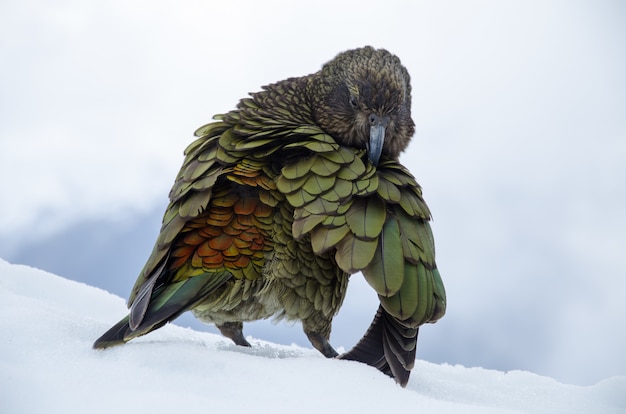 Shallow focus shot of a Nestor Kea in New Zealand