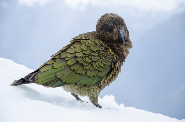 Shallow focus shot of a Nestor Kea in New Zealand