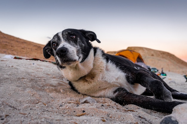 Free photo shallow focus shot of an old dog resting on a sandy surface ground