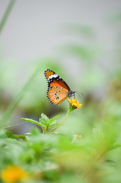 Free photo shallow focus shot of an orange butterfly on a yellow flower