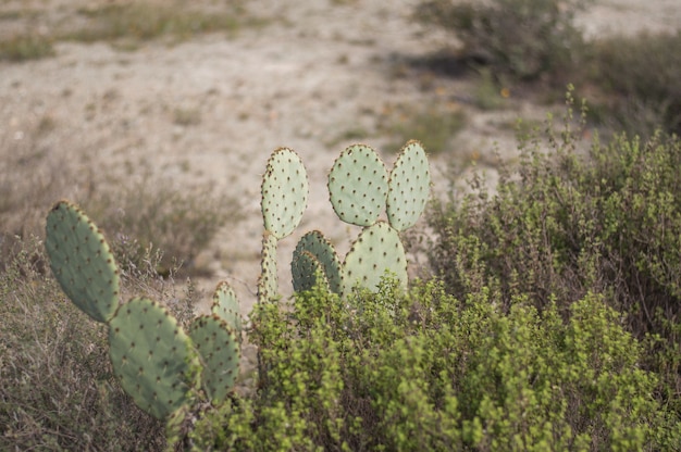 Free photo shallow focus shot of a prickly pear cactus