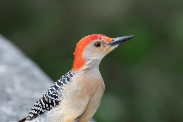 Free Photo shallow focus shot of a red-bellied woodpecker