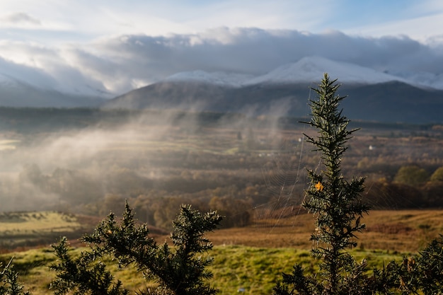 Shallow focus shot of tree branches with a spider web and beautiful foggy landscape view behind