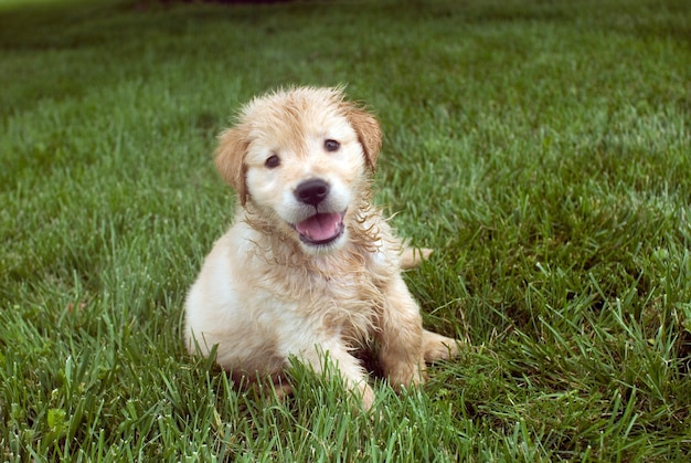 Free photo shallow focus shot of a wet golden retriever puppy sitting on a grass ground