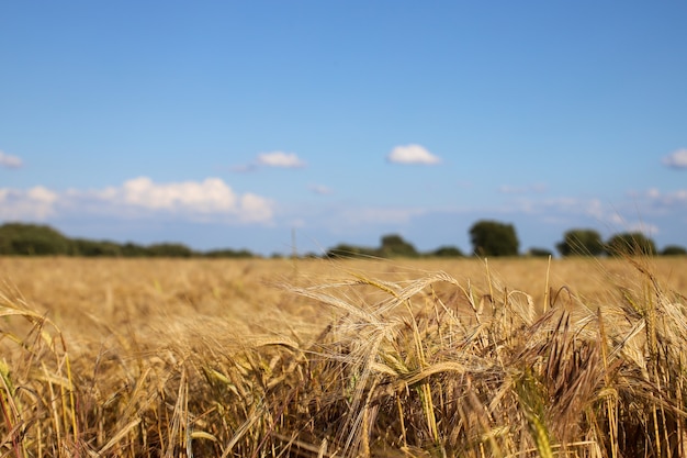 Shallow focus shot of a wheat field with a blurry blue sky