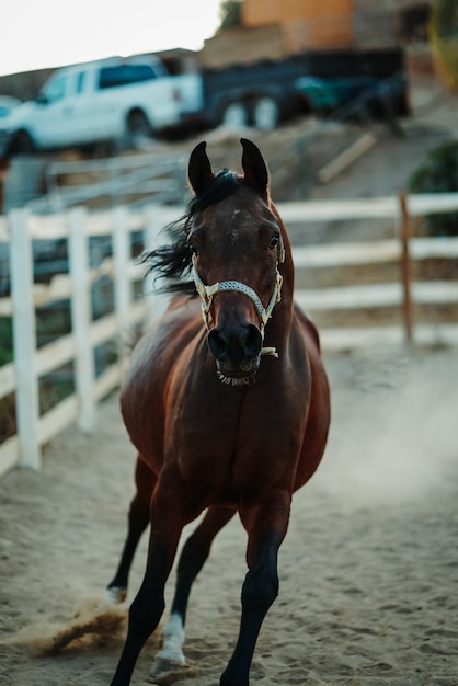 Shallow focus vertical shot of a brown horse wearing a harness running on a sandy ground