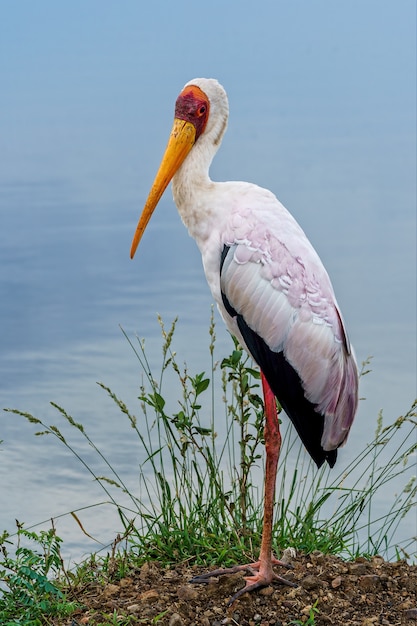 Free photo shallow focus vertical shot of a painted stork standing on the ground