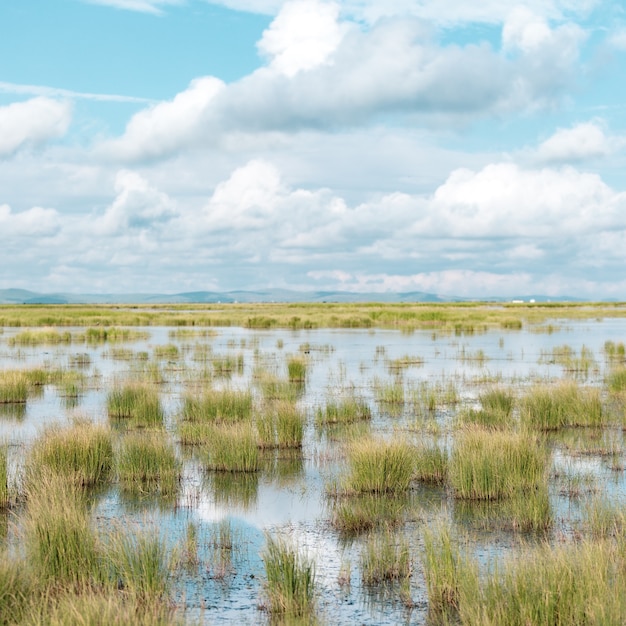 Free photo shallow pond with plants growing in it and a blue cloudy sky