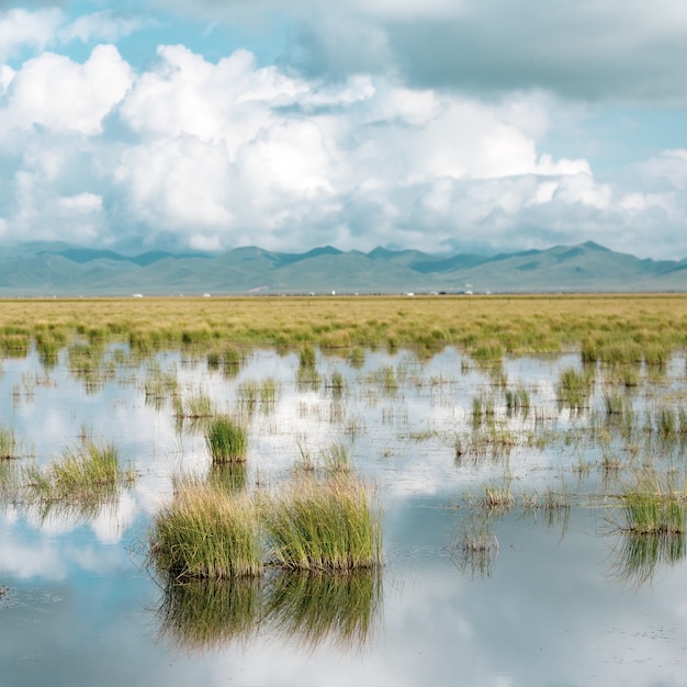 Free photo shallow pond with plants growing in it and a blue cloudy sky